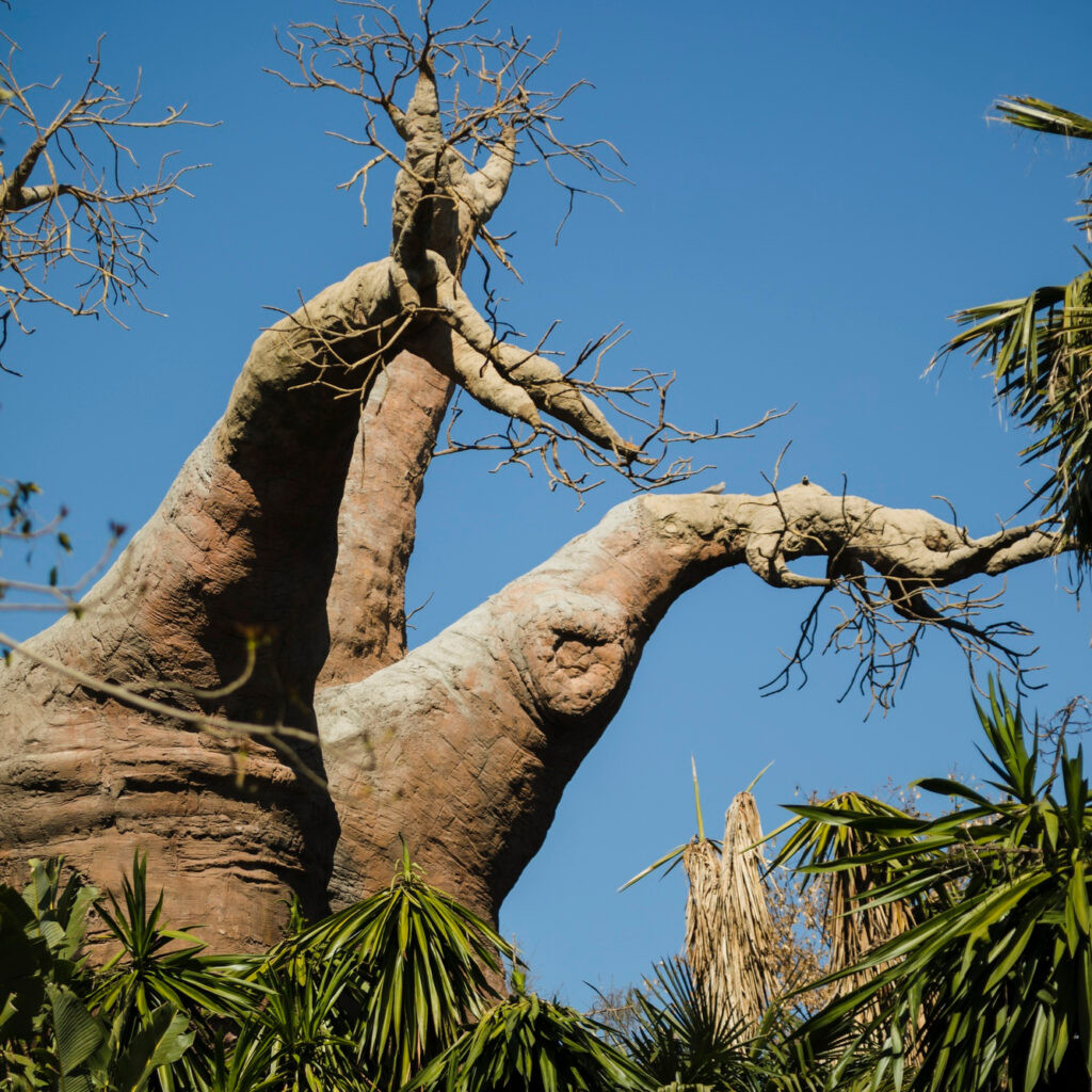 Madagascar